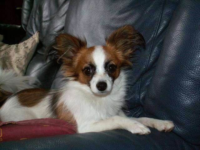Les races de chiens les plus petites du monde : L’Epagneul Les races de chiens les plus petites du monde : L’Epagneul