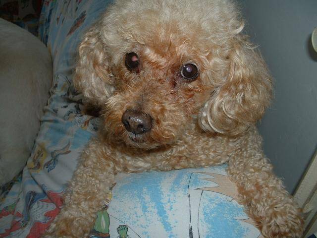 Photo LEO, caniche abricot : Caniche Photo LEO, caniche abricot : Caniche