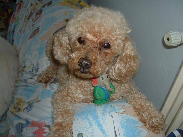 Photo LEO, caniche abricot : Caniche Photo LEO, caniche abricot : Caniche