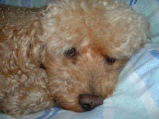 Photo LEO, caniche abricot : Caniche Photo LEO, caniche abricot : Caniche