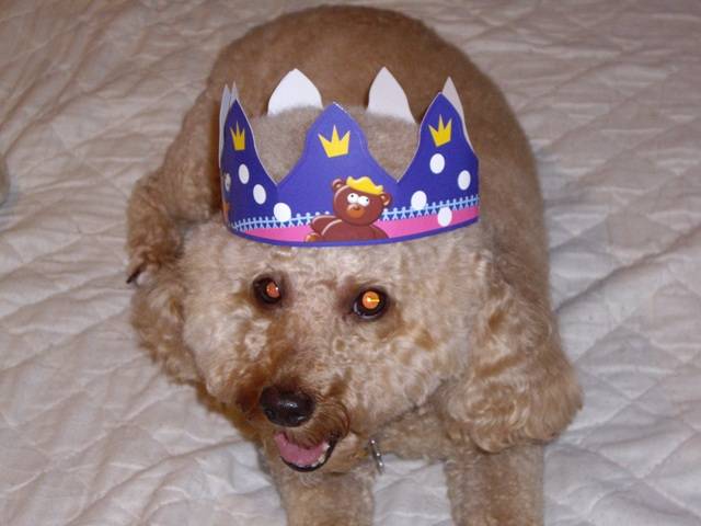Photo Caniche nain abricot : Caniche Photo Caniche nain abricot : Caniche