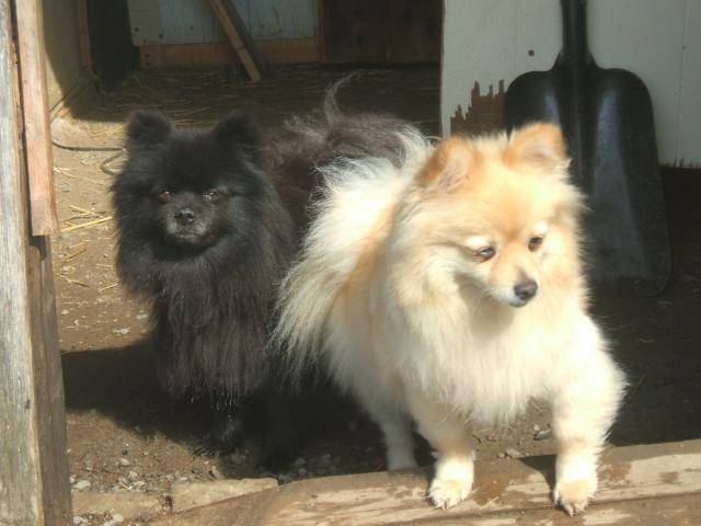 Photo spitz nain (Poméranien), Louky(noir) & Fille(blonde Photo spitz nain (Poméranien), Louky(noir) & Fille(blonde