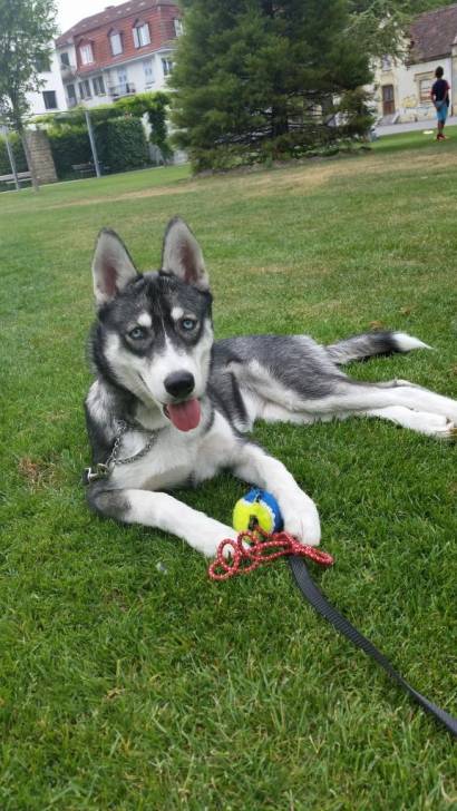 Photo Lena chiot de 5 mois : Husky Sibérien (5 mois) Photo Lena chiot de 5 mois : Husky Sibérien (5 mois)
