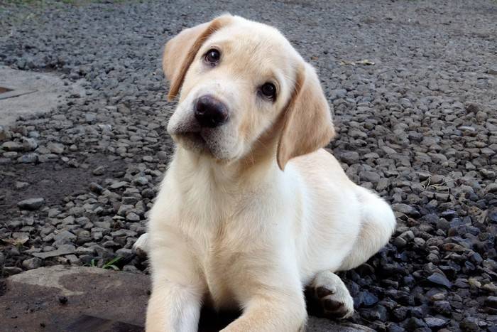 Photo Haavei Labrador crème 1 mois et demi : Labrador Photo Haavei Labrador crème 1 mois et demi : Labrador