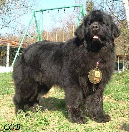 Photo terre neuve (Chien de Terre-Neuve) : Terre Neuve Photo terre neuve (Chien de Terre-Neuve) : Terre Neuve
