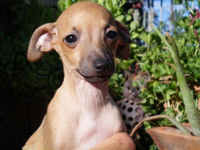 chien petit levrier italien a donner