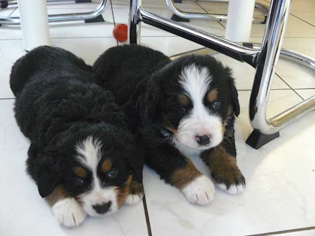 Photo Photo de Bouviers Bernois : chiots : Bouvier Bernois Photo Photo de Bouviers Bernois : chiots : Bouvier Bernois
