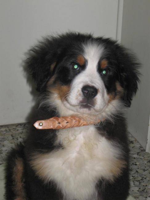 Photo Adrien, chiot bouvier bernois de 10 semaines Photo Adrien, chiot bouvier bernois de 10 semaines