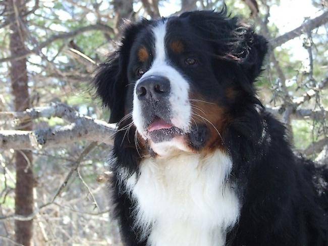 Photo Aïko 3 ans mâle bouvier bernois de 3 ans : Bouvier Photo Aïko 3 ans mâle bouvier bernois de 3 ans : Bouvier