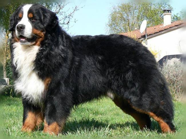 Photo Celtik BOUVIER BERNOIS 2 ans : Bouvier Bernois (2 ans) Photo Celtik BOUVIER BERNOIS 2 ans : Bouvier Bernois (2 ans)