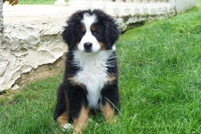 Photo Féline chiot Bouvier Bernois de 2 mois : Bouvier Photo Féline chiot Bouvier Bernois de 2 mois : Bouvier