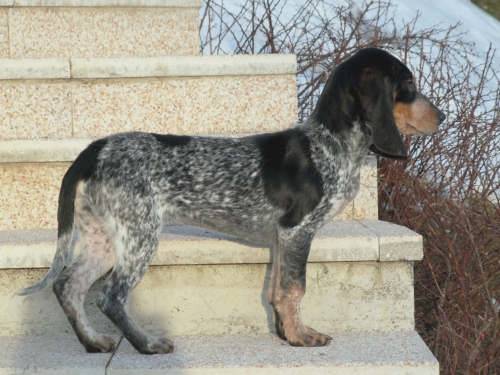 acheter petit chien en suisse