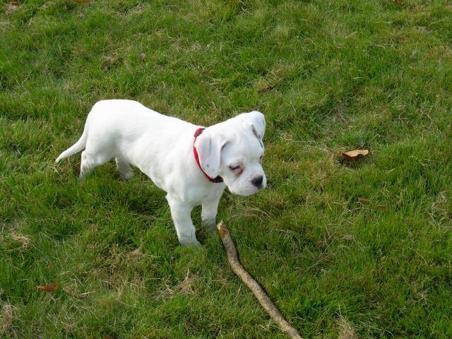 Photo CAÏS Boxer blanc : Boxer Photo CAÏS Boxer blanc : Boxer
