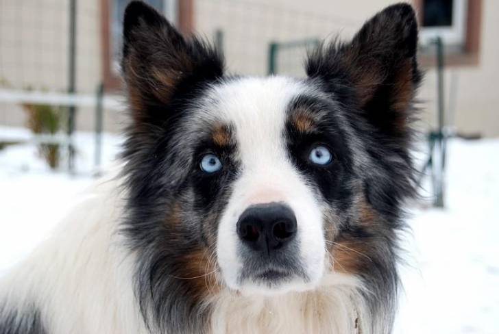 Photo Blue Eyes : Border Collie mâle (6 ans)