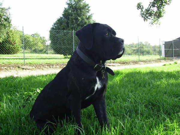 Photo Cane corso femelle : Cane Corso Photo Cane corso femelle : Cane Corso