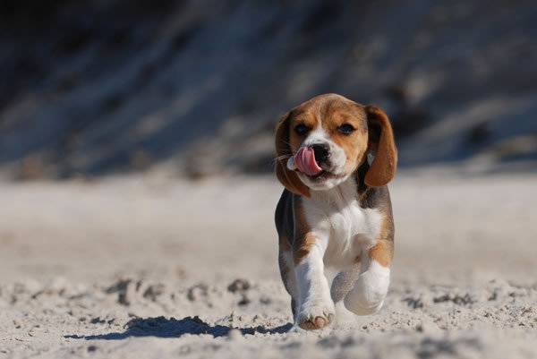 Photo Bagel Beagle mâle (6 mois)
