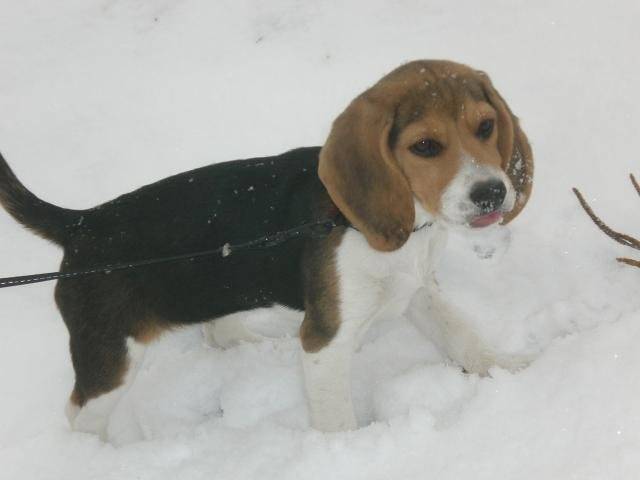 Photo BEAGLE CASSY 3 MOIS : Beagle (3 mois) Photo BEAGLE CASSY 3 MOIS : Beagle (3 mois)