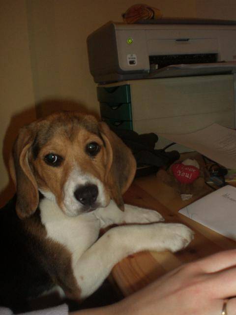 Photo BEAGLE CASSY 3 MOIS : Beagle (3 mois) Photo BEAGLE CASSY 3 MOIS : Beagle (3 mois)