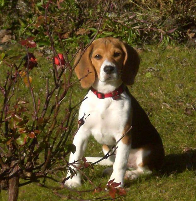 Photo BEAGLE CASSY 5 MOIS : Beagle femelle (5 mois) Photo BEAGLE CASSY 5 MOIS : Beagle femelle (5 mois)