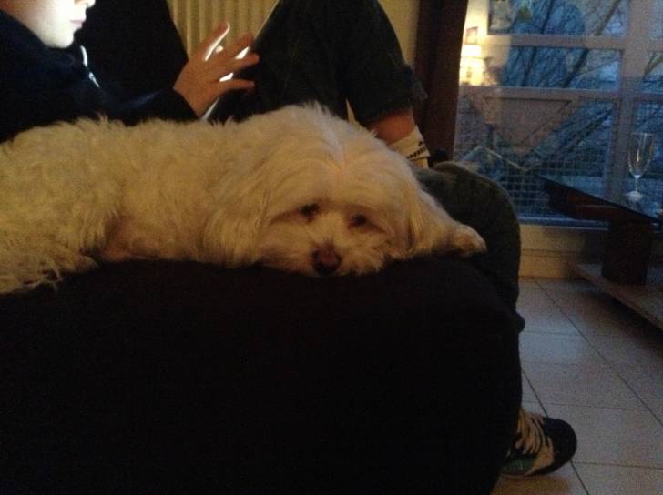 Photo BOUBOU : Chien mâle (7 mois) Photo BOUBOU : Chien mâle (7 mois)