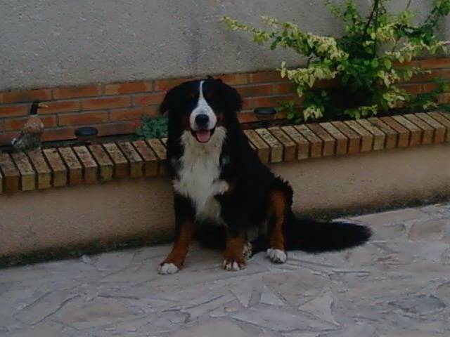 Photo Doggy boubou : Chien Photo Doggy boubou : Chien