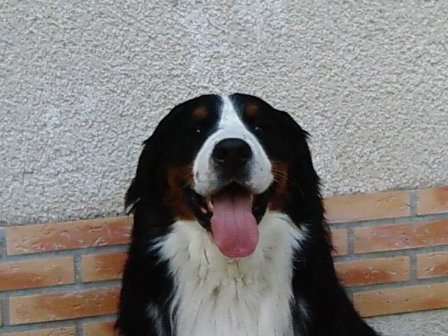 Photo Doggy boubou : Chien Photo Doggy boubou : Chien