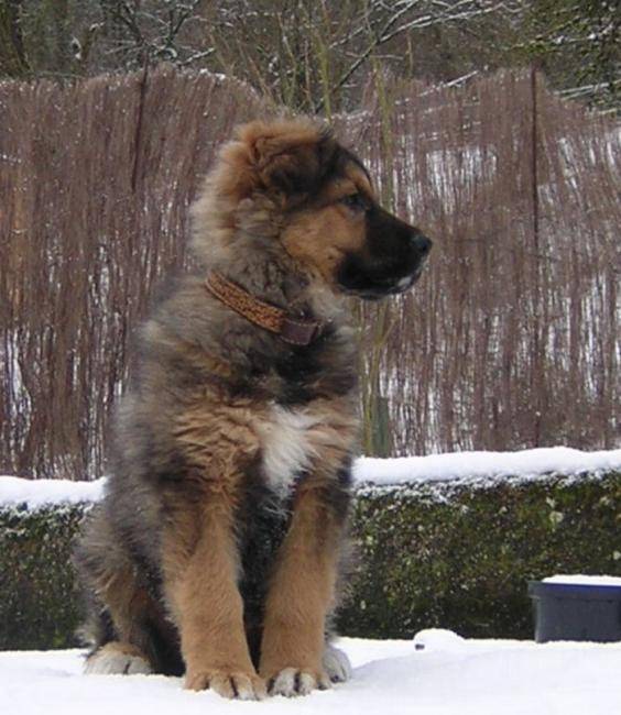 Photo Falco berger allemand/bouvier bernois/stbernard Chien