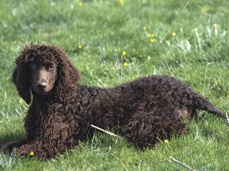Les races de chiens les plus hypoallergènes : L'Epagneul d Les races de chiens les plus hypoallergènes : L'Epagneul d
