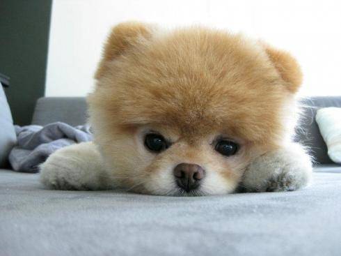 Photo Boubou : Chien mâle (5 mois) Photo Boubou : Chien mâle (5 mois)