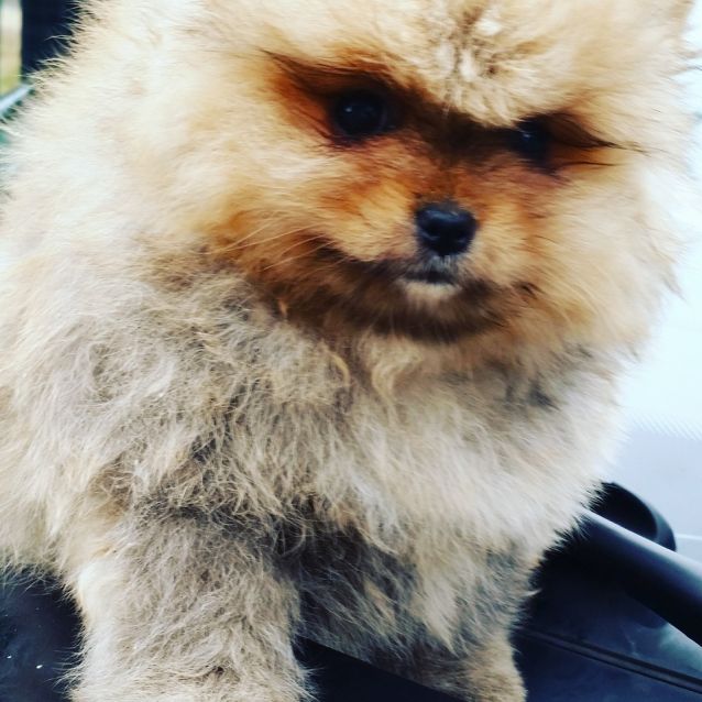 Des Oursons de Petit Palais Élevage de Loulou de Pomeranie Des Oursons de Petit Palais Élevage de Loulou de Pomeranie