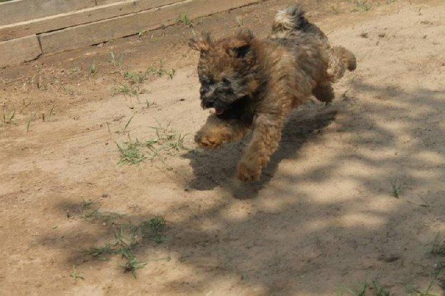 Vend 2 chiots Puli - 1 mâle & 1 femelle : Petite Annonce chien Vend 2 chiots Puli - 1 mâle & 1 femelle : Petite Annonce chien