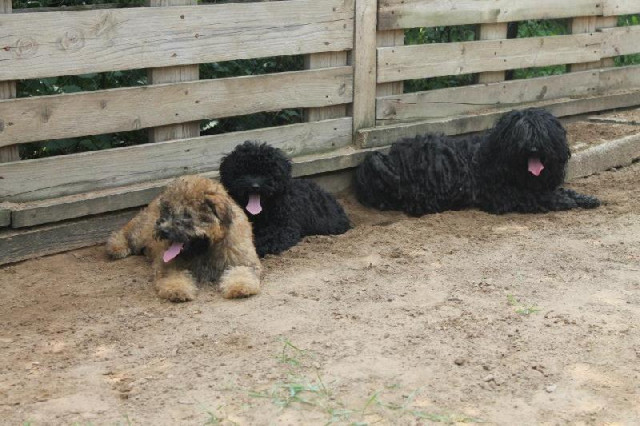Vend 2 chiots Puli - 1 mâle & 1 femelle : Petite Annonce chien Vend 2 chiots Puli - 1 mâle & 1 femelle : Petite Annonce chien