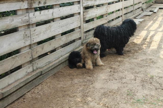 Vend 2 chiots Puli - 1 mâle & 1 femelle : Petite Annonce chien Vend 2 chiots Puli - 1 mâle & 1 femelle : Petite Annonce chien