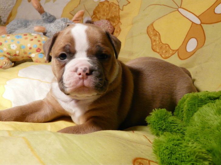 Chiots Old English Bulldog Petite Annonce chien