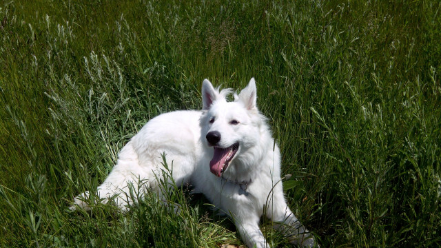 Berger Blanc Suisse pour saillie : Petite Annonce chien Berger Blanc Suisse pour saillie : Petite Annonce chien