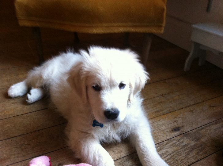Annonce gratuite chiot a vendre