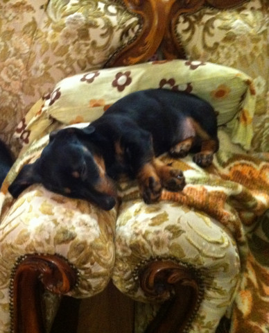 Chien teckel a vendre gatineau Chien teckel a vendre gatineau