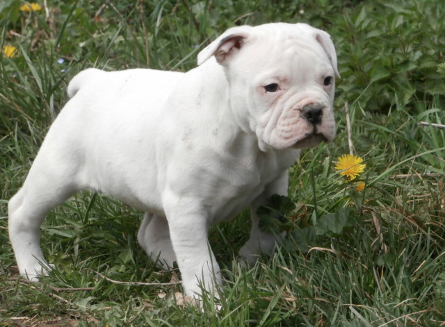 Chiots Bouledogue Américain Bully NKC à réserver : Petite Chiots Bouledogue Américain Bully NKC à réserver : Petite