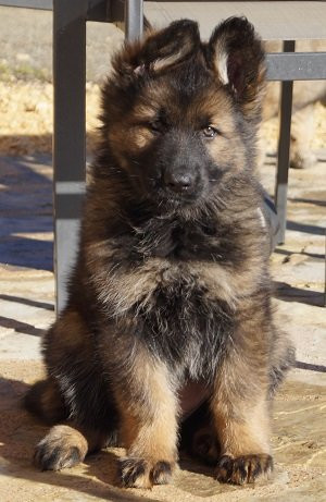 Berger Allemand poils longs ancien type : Petite Annonce chien Berger Allemand poils longs ancien type : Petite Annonce chien