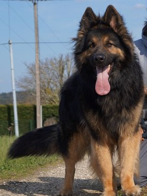 Berger Allemand poils longs ancien type : Petite Annonce chien Berger Allemand poils longs ancien type : Petite Annonce chien