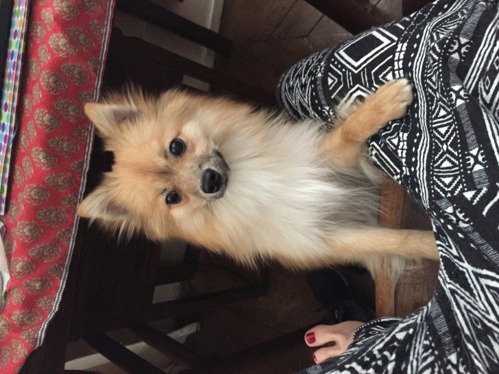 Donne Loulou, spitz nain de 11 mois contre bons soins : Petite Annonce