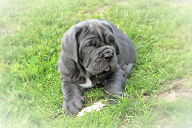 Chiots mâtin de naples LOF : Petite Annonce chien Chiots mâtin de naples LOF : Petite Annonce chien