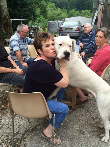 Mâle dogue argentin : Petite Annonce chien Mâle dogue argentin : Petite Annonce chien