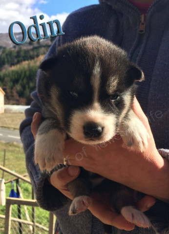 Chiots husky LOF : Petite Annonce chien Chiots husky LOF : Petite Annonce chien