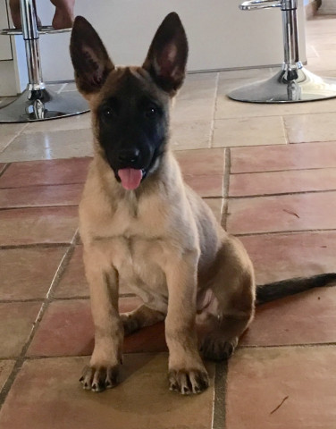 Chiot malinois : Petite Annonce chien Chiot malinois : Petite Annonce chien