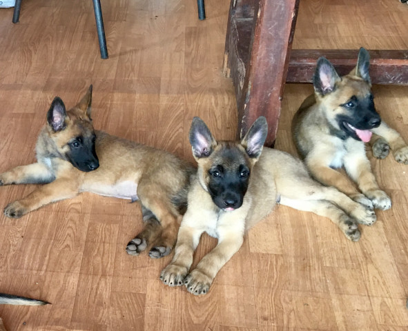 Chiot malinois : Petite Annonce chien Chiot malinois : Petite Annonce chien