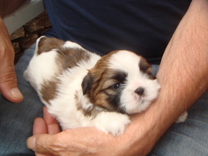 Chiots Shih Tzu : Petite Annonce chien Chiots Shih Tzu : Petite Annonce chien