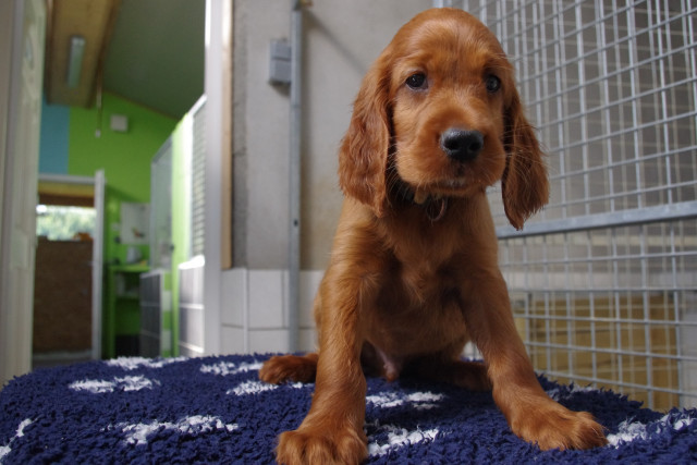 Chiots setter irlandais rouge : Petite Annonce chien Chiots setter irlandais rouge : Petite Annonce chien
