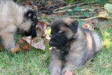 A réserver chiots berger belges tervueren