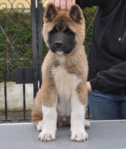 Akitas Américains : Petite Annonce chien Akitas Américains : Petite Annonce chien